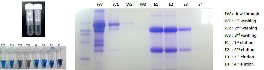 항체 정제용 spin column kit를 이용한 항체 정제 결과
