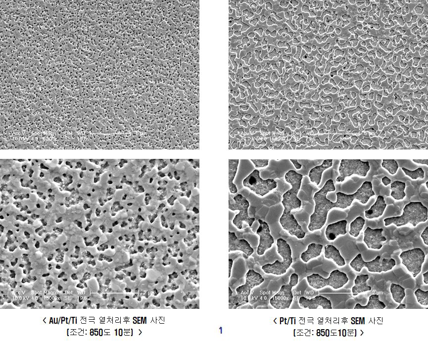 Au/Pt/Ti와 Pt/Ti전극 열처리 후 표면상태