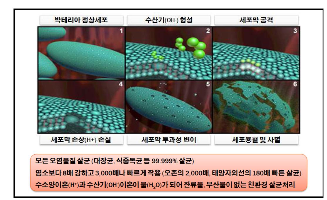 박테리아 살균 메커니즘