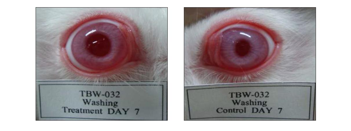 Eye photographs of washing group on day 7 after application of test substance