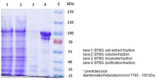 SDS-PAGE를 이용한 단백질 크기와 발현 확인