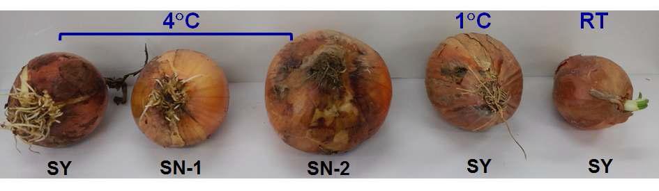 저장 20주에 샘플링한 SY, SN-1, SN-2 양파