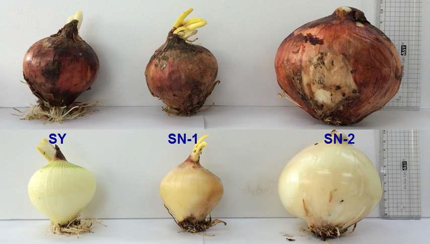 4°C 저장 36주에 샘플링한 SY, SN-1, SN-2 양파