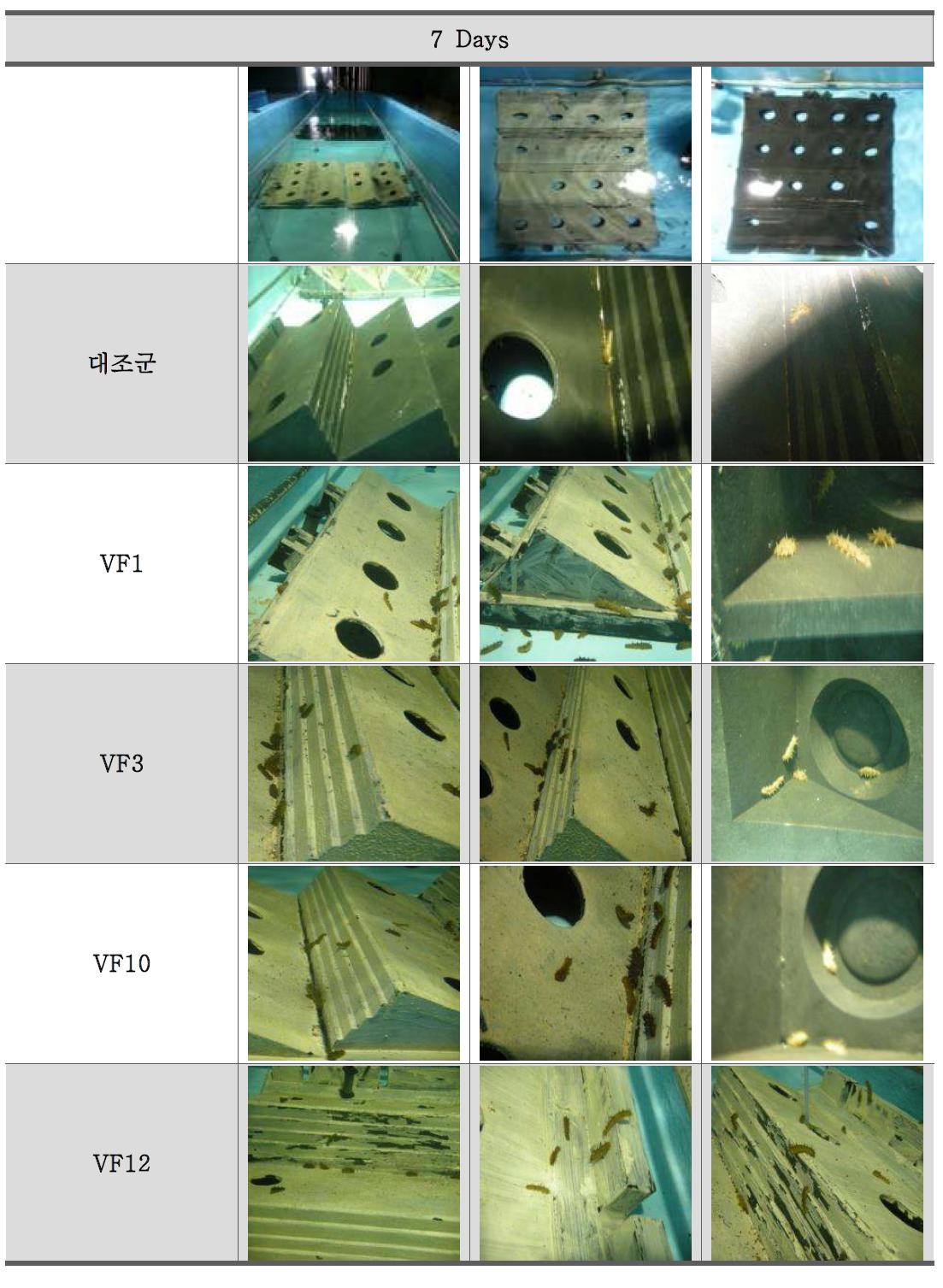 해삼어초 효능 검증 관찰 사진