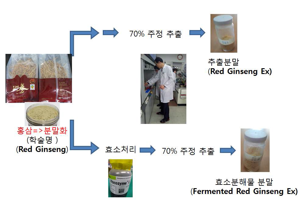 홍삼 효소 분해물 분말 제조 과정