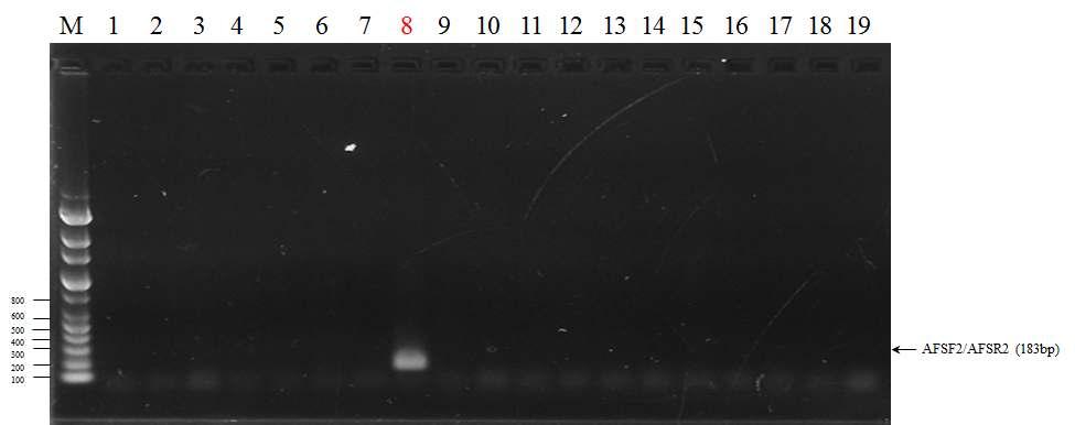 Aspergillus fumigatus 특이적 프라이머 AFSF2와 AFSR2를 이용한 PCR 결과