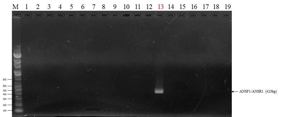 Aspergillus nidulans 특이적 프라이머 ANSF1와 ANSR1을 이용한 PCR 결과