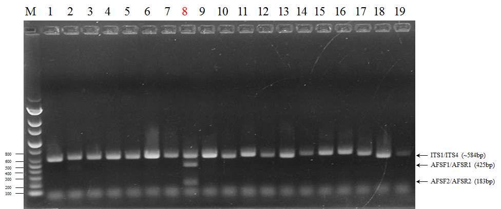Aspergillus fumigatus 특이적 검출을 위한 multiplex PCR 결과