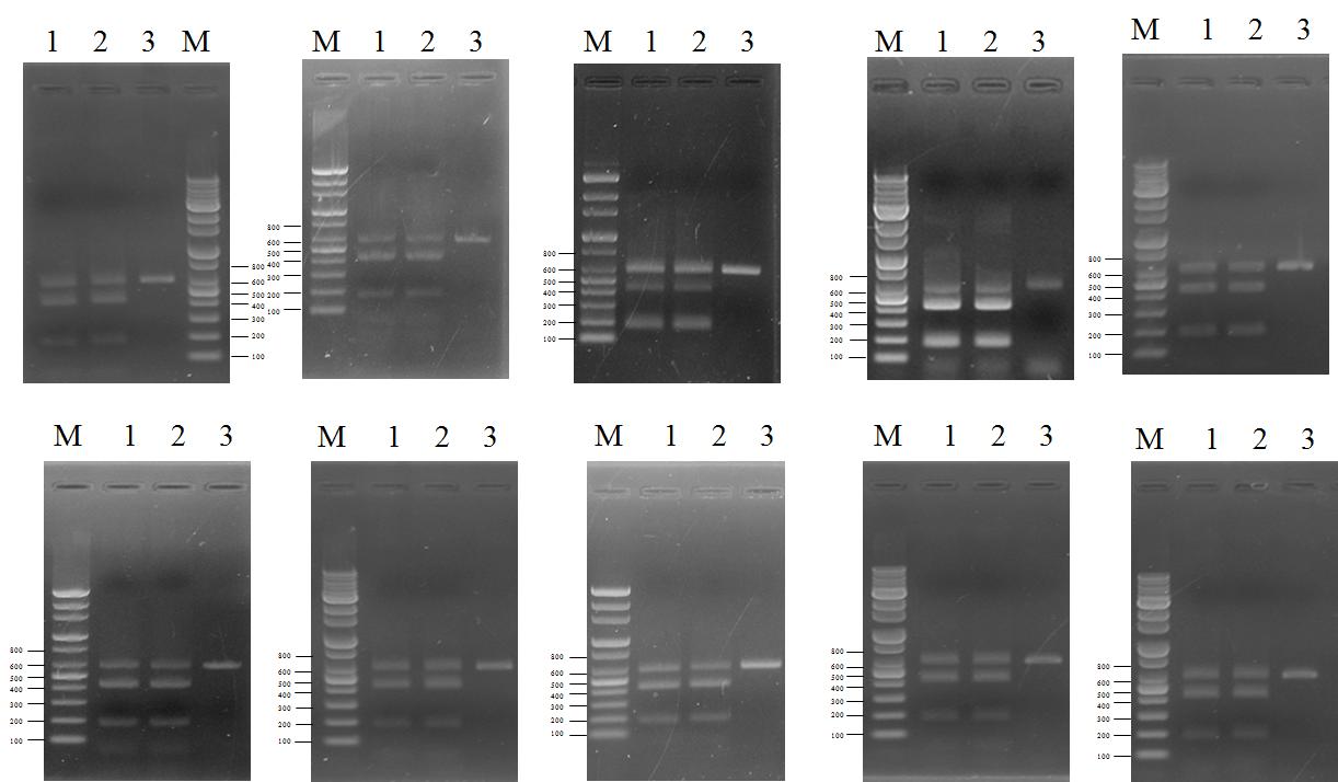 Aspergillus fumigatus 특이적 검출을 위한 multiplex PCR 재현성 확인