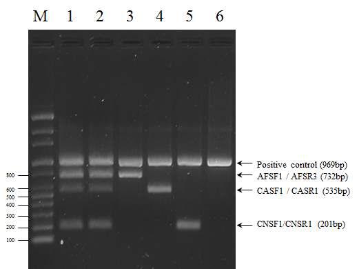 A. fumigatus, C. albicans, 그리고 C. neoformans 동시검출을 위한 multiplex PCR 결과