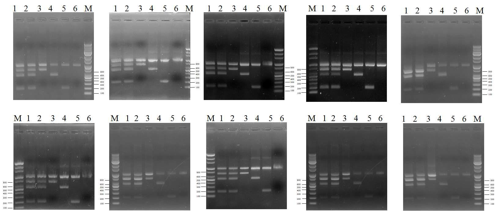 A. fumigatus, C. albicans, 그리고 C. neoformans 동시검출을 위한 multiplex PCR 재현성 확인