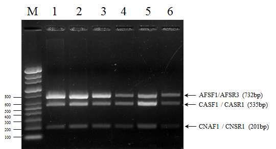 프라이머의 생산 배치 및 정제별 multiplex PCR 확인
