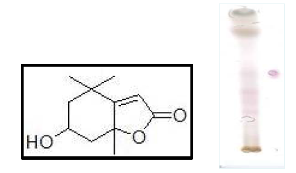 Sesquiterpene계 화합물(etrahydro-6-hydroxy-4,4,8-trimethyl-benzofuranone)