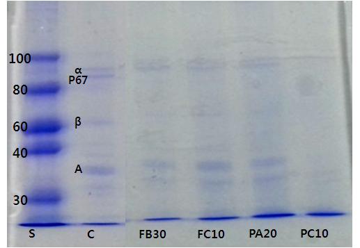 SDS-PAGE of modified tofu by a freeze/thaw cycle, followed by enzyme treatments