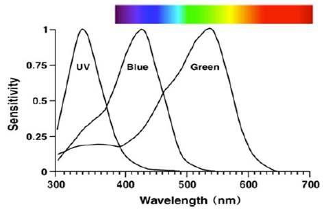 Spectral sensitivity curves of three tupes of photorecerptor cells (UV, bule, green) of the honeybee Apis mellifera (modified from Peitsch et al. 1992). The UV-, blue-, and green-sensitive photorecep- tors of the genus Apis are typical for many insects. A spectrum shown above is a human visible light region
