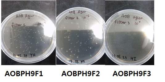 Morphology of AOB colony on agar plate.