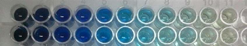 Colorimetric method for ammonia determination.