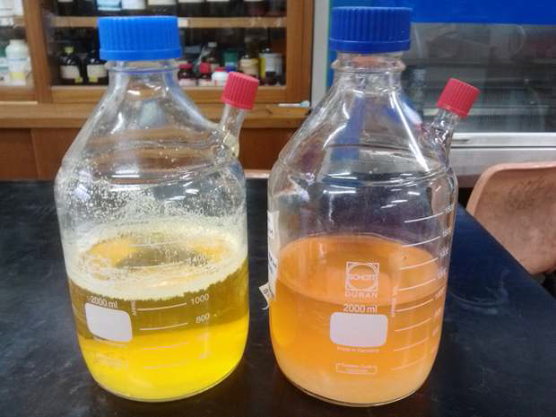 Cultured broth of the strain SOB5VT1 at aerobic (right; red) and anaerobic (left; yellow) culture.