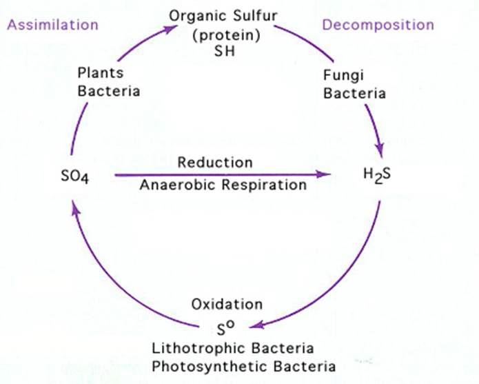 The sulfur cycle