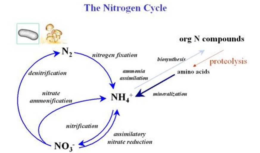 Nitrogen cycle