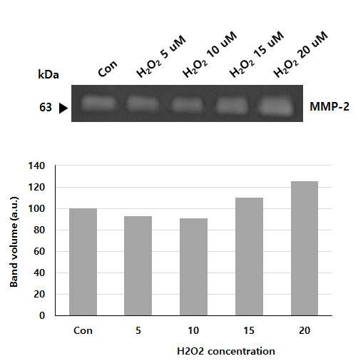 Zymography를 통한 H2O2 농도변화에 따른 HDF 세포의 MMP-2 활성 저해능.