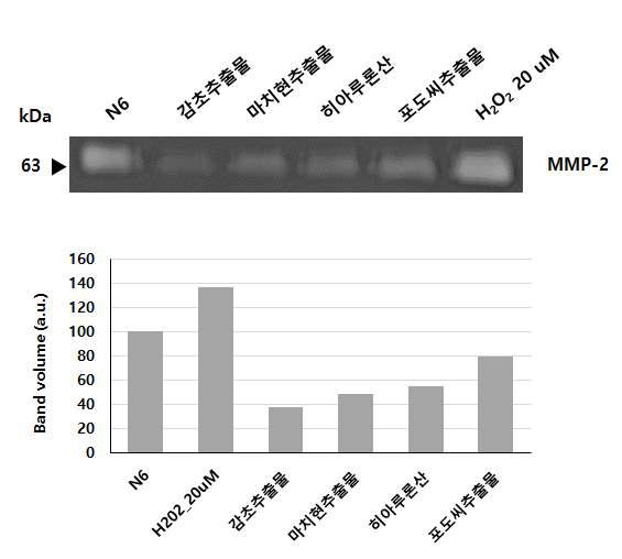 Zymography를 통한 천연추출물 및 천연추출물 혼합물 N6의 HDF 세포의 MMP-2 활성 저해능.