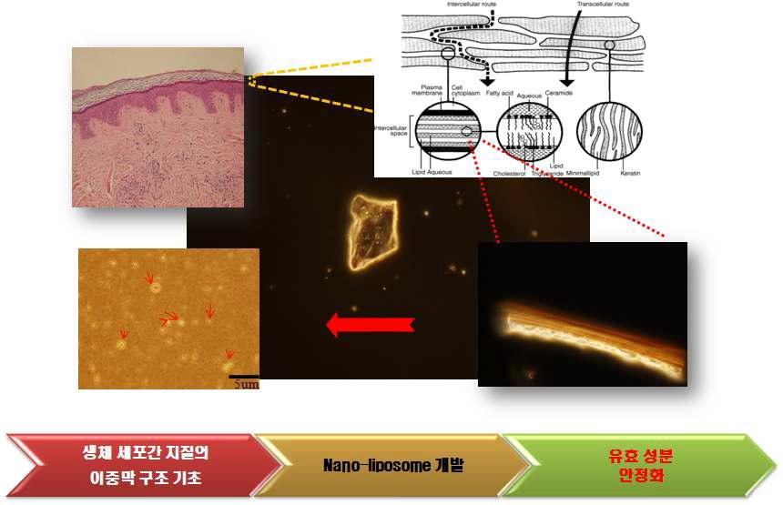 Liquid Lamella Crystal 적용한 Nano Liposome 모식도