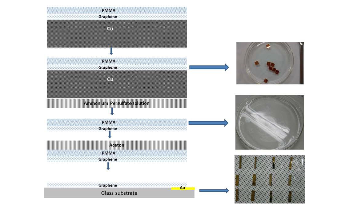구리 박막에 성장시킨 그래핀을 금 전극이 패터닝 된 유리 기판으로 옮기는 transfer 과정의 모식도.