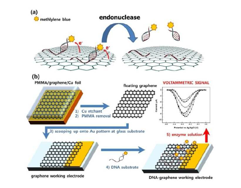 (a) 제한효소 활성 연구를 위한 그래핀 작업 전극을 사용하는 전기화학적 분석 방식의 모식도. (b) 그래핀 단일층의 전극을 준비하는 과정 및 전기화학분석 적용의 모식도.