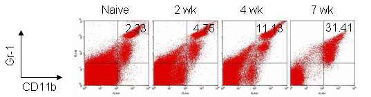 암의 진행에 따른 미분화 골수성 세포의 비율 변화 BALB/c 마우스에 Her-2/neu를 암 항원으로 발현하는 CT26 (Her2/CT26)를 피하이식하고, 2주, 4주, 7주째에 비장 세포를 분리하여 CD11b+Gr-1+ cell을 flow cytometry로 분석하였음.