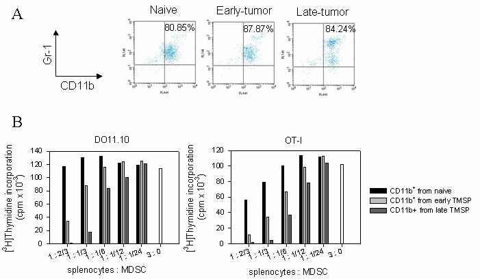암의 진행에 따른 미분화 골수성 세포의 면역 억제 기능 분석 (A) 각 단계의 비장세포를 CD11b+ positive selection 한 결과, 80% 이상의 CD11b+Gr-1+ 세포를 분리하였음. (B) DO11.10 (왼쪽) 및 OT-I (오른쪽) total splenocytes 3x105 cells/well에 표기된 비율로 분리한 미분화 골수성 세포를 넣고 OVA protein 항원으로 자극을 주면서 3일간 배양하였음. 마지막 24시간 동안 1uCi/well의 [3H]thymidine을 넣고, 24시간 동안의 세포 분열을 측정하였음.