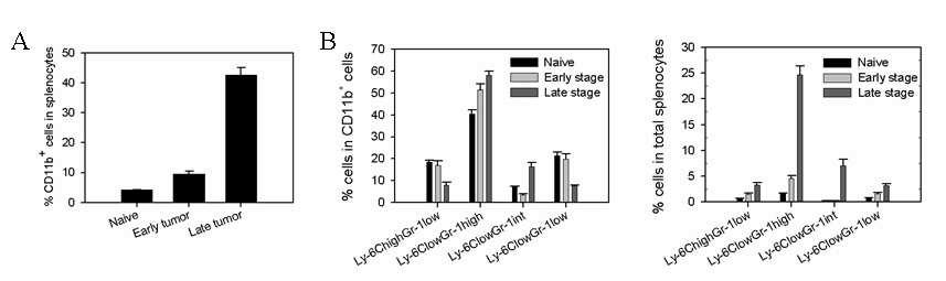 암의 진행 단계에 따른 미분화 골수성 세포 subset의 증가 Naive 마우스 및 초기와 말기 암을 가진 마우스 비장세포를 APC-conjugated 항-CD11b 항체, FITC-conjugated 항-Ly-6C 항체, 및 PE-conjugated 항-Gr-1 항체로 염색하여 flow cytometry로 분석한 결과 (A) 전체 비장 세포 중 CD11b+ 세포의 비율 (B) CD11b+ 세포 중 (왼쪽) 과 전체 비장 세포 중 (오른쪽) 미분화 골수성 세포 각 subset의 비율