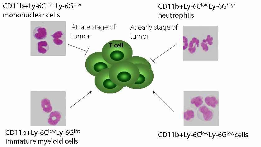 단핵구-미분화 골수성 세포 (Mo-MDCS)와 다형핵구-미분화 골수성 세포 (PMNMDSC)의 면역 억제 활성 암의 진행 단계에 따른 미분화 골수성 세포의 면역 억제 활성 변화