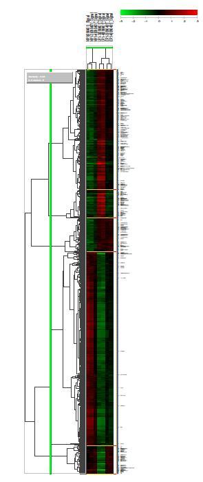 Naive 마우스 및 초기와 말기암을 가진 마우스에서 분리한 monocytic CD11b+ 세포의 유전자 cluster 각 유전자 별로 평균보다 높은 값을 붉은색, 낮은 값을 초록색으로 표현하여 각 유전자별로 평균 발현 양에 대해 상대적인 발현 정도를 표현하였음. DEG Finding을 통하여 선발된 모든 유전자에 대한 cluster 결과