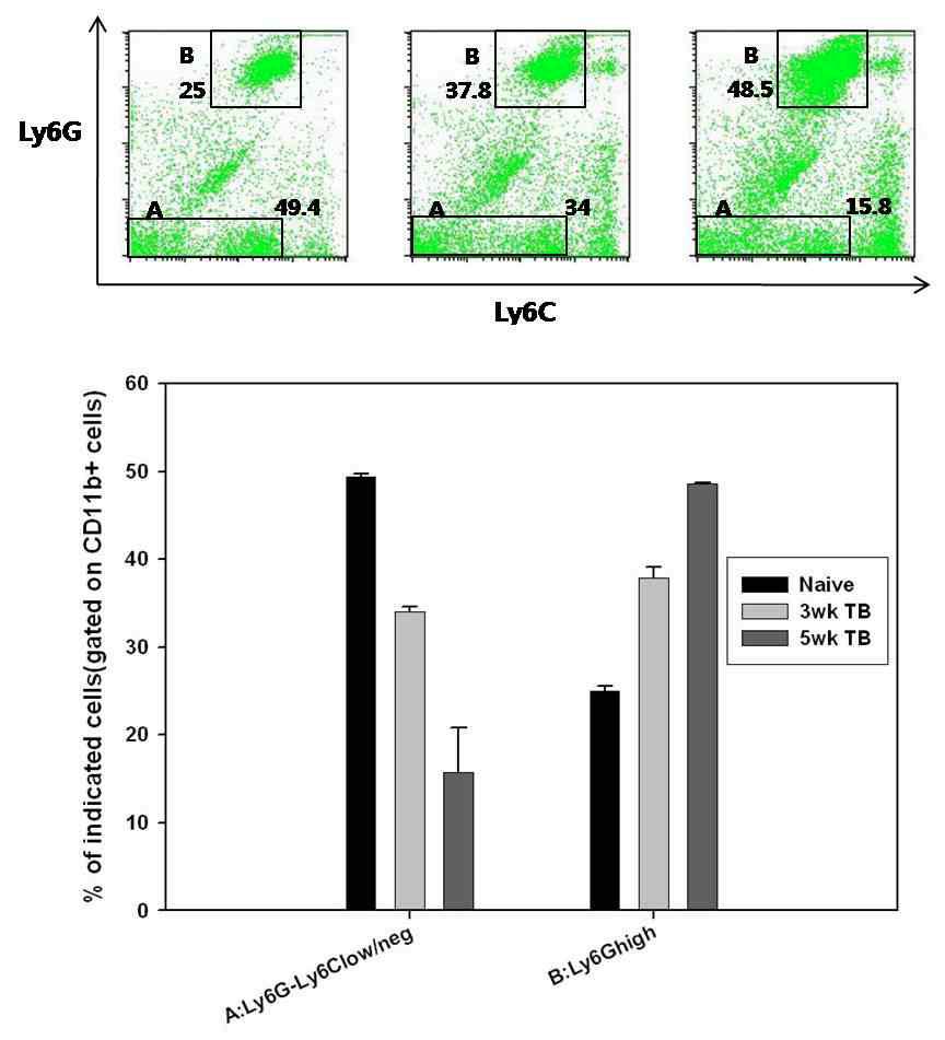암 진행 단계에 따라 미분화 골수성 세포 subset의 비율 변화 Naive 마우스와 TAUF 암 세포 1x10^5을 투여하고 3주, 5주 된 마우스의 비장 세포에서 CD11b+ 세포 중 PMN MDSC와 Ly6G-Ly6Clow/neg 세포의 비율을 비교함. PMN MDSC의 경우 Naive 마우스에 비해 2배가량 증가하였고, Ly6G-Ly6Clow/neg 세포는 1/3로 감소하였음.