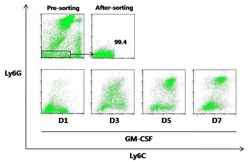 GM-CSF에 의한 Ly6G-Ly6Clow/neg 세포의 Ly6Ghigh PMN MDSC로의 분화 마우스에 TAUF 암 세포 1x10^5을 투여하고 5주 뒤에 비장의 CD11b+ 세포 중 Ly6G-Ly6Clow/neg 세포를 FACS ARIA II로 분리함. 분리한 세포의 순도는 99.4% 였음. 이 세포를 마우스 재조합 GM-CSF 20 ng/ml와 함께 complete media에서 배양함. 배양 후 1일, 3일, 5일, 7일 째 Ly6G 분자의 변화를 관찰 함.