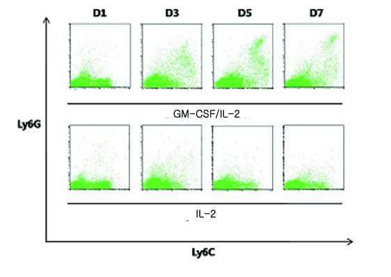 IL-2에 의한 GM-CSF 의존적 Ly6Ghigh PMN MDSC 분화의 억제 FACS ARIA II로 분리한 Ly6G-Ly6Clow/neg 세포를 마우스 재조합 GM-CSF와 IL-2 20 ng/ml 또는 IL-2 20 ng/ml과 함께 complete media에서 배양함. 배양 후 1일, 3일, 5일, 7일 째 Ly6G 분자의 변화를 관찰함.