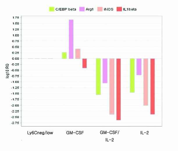 GM-CSF에 의해 분화된 Ly6Ghigh PMN 세포에서의 MDSC 면역억제기능과 관련된 유전자들의 발현 비교 FACS ARIA II로 분리한 Ly6G-Ly6Clow/neg 세포를 GM-CSF, IL-2, 또는 GM-CSF와 IL-2를 처리하고 6일 간 배양한 세포에서 total RNA를 얻어서 cDNA를 합성하였음. 각 유전자 특이적인 primer set를 이용하여 mRNA 발현 정도를 측정하고, GAPDH signal로 normalization한 값을 log10 scale로 그래프화함.