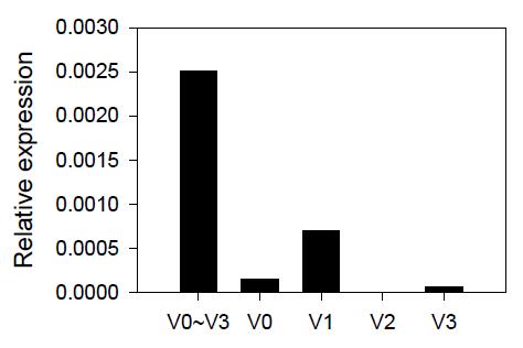 Probe set ID 10410931 variant의 mRNA 발현 양상 Her-2/CT26 암 마우스의 비장 세포에서 CD11b+ 세포를 MACS로 분리하고 variant specific primer set를 이용하여 real-time PCR을 수행하여 GAPDH 대비하여 상대적인 mRNA 발현을 측정하였음.