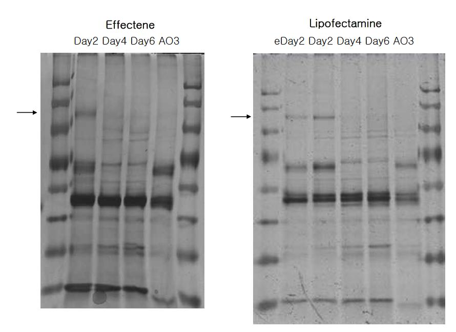 Effectene과 lipofectamine으로 transfection 시키고 2, 4, 6일째 serum free supernatant에서 확인한 V3 protein 발현 각각의 supernatant를 얻어 농축하고 anti-c-myc Ab로 immunoprecipitation 한 뒤 SDS-PAGE로 gel loading하여 silver staining 확인한 protein발현 양상.