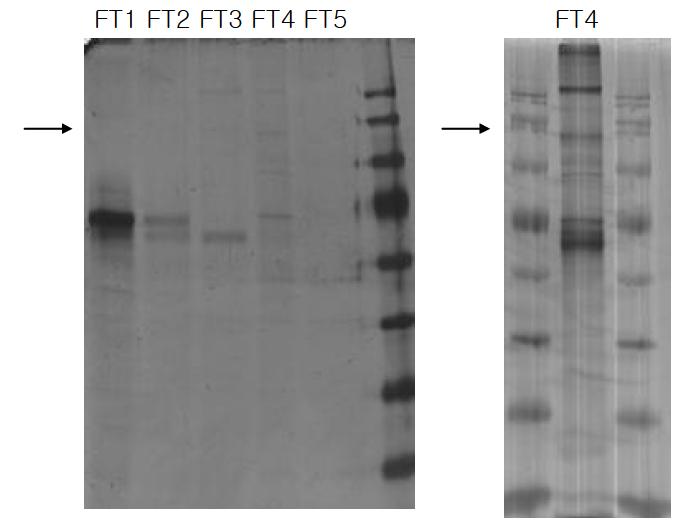 His-bind resin으로 정제 후 V3 protein 확인 FT1- supernatant loading 한 flow through fraction, FT2- binding buffer, FT3- wash buffer, FT4- elution buffer, FT5-strip buffer.