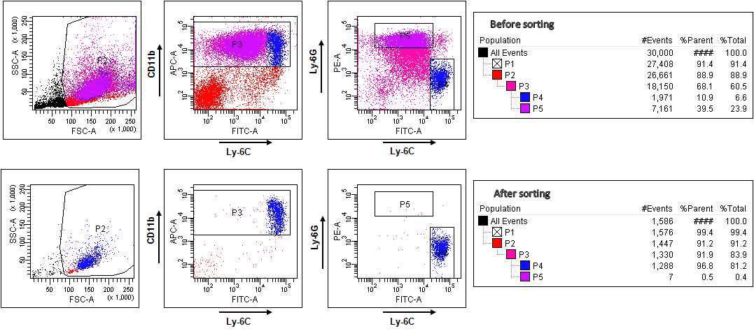 말기 암을 가진 마우스에서 미분화 골수성 세포의 분리 BALB/c 마우스에 Her-2/neu를 암 항원으로 발현하는 CT26 (Her2/CT26)를 피하 이식하고, 7주째에 비장 세포를 분리하여 APC-conjugated 항-CD11b 항체, FITC-conjugated 항-Ly-6C 항체, 및 PE-conjugated 항-Ly-6G 항체로 염색하였음. 이를 CD11b+인 P3 영역의 세포 중 Ly-6C high이고 Ly-6G low인 P4 영역으로 gating하여 CD11b+Ly-6ChighLy-6Glow 세포 (monocytic cell)를 cell sorter로 분리하였음.