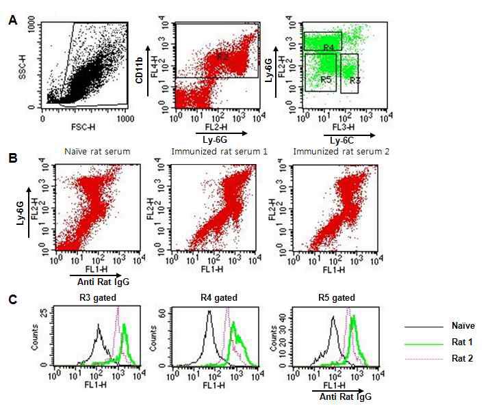 CD11b+Ly-6ChighLy-6Glow 세포(monocytic cell)를 면역화한 rat에서의 항체 생산 확인 (A) 미분화 골수성 세포를 각각의 표지항체로 염색하여 Ly-6C와 Ly-6G의 발현 정도에 따라 R3, R4, R5의 세 부분으로 나눔. (B) Ly-6G 발현 정도가 다른 미분화 골수성 세포에 대해 serum 내의 항체의 결합 정도를 확인, naive rat에 비해 면역화한 rat에서 항체의 결합이 높게 나타났음. (C) naive rat에 비해 면역화한 rat에서 각각의 cell population에 결합하는 항체가 증가함을 확인.