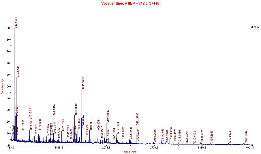 MALDI-TOF 분석을 통한 항원 단백질 동정 2D3 hybridoma가 생산하는 항체를 통해 분리한 단백질을 Mass analysis로 동정한 결과