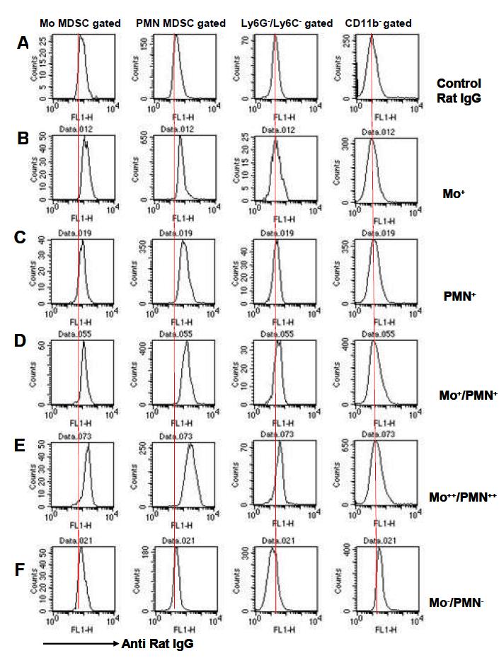 미분화 골수성 세포 결합에 따른 grouping Purified rat IgG를 control로 사용하여 (A) control보다 높은 결합을 하는 clone들을 선별함. Mo+는 Mo-MDSC에 주로 강하게 결합함 (B). PMN+는 PMN-MDSC에 주로 강하게 결합함 (C). Mo+/PMN+은 Mo-MDSC/ PMN-MDSC에 모두 결합하나 그 중 PMN-MDSC에 더 강하게 결합함 (D). Mo++/PMN++는 Mo-MDSC/ PMN-MDSC에 모두 강하게 결합함 (E). Mo-/PMN-는 미분화 골수성 세포에 결합하지 않음 (F).