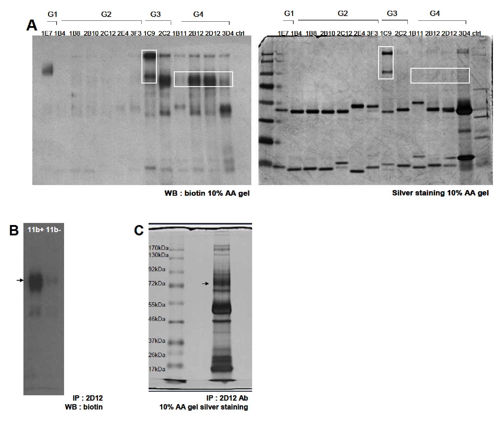 미분화 골수성 세포 특이적 항체에 결합하는 항원 분석 말기 암 마우스의 비장세포에서 CD11b+ 세포를 MACS로 분리하고 이를 biotin으로 표지한 후 각 그룹별 hybridoma가 생산하는 항체를 이용하여 면역침강 분석을 수행하였음 (A). 그룹 4에 해당하는 clone중 2D12를 선별하여 생산하는 항체가 MDSC에 특이적인지를 확인하기 위해 말기 암 마우스의 CD11b+ 세포와 CD11b-세포의 lysate를 이용하여 각각 면역 침강 분석을 수행함 (B). 2D12 clone에서 나타나는 특이적인 밴드를 lysate 내의 protein양을 늘려 면역 침강하여 이를 silver staining gel 상에서 검출함 (C).