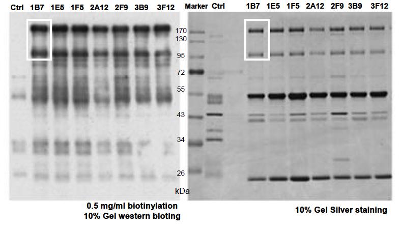 CD11b 특이적인 hybridoma subclone들의 항원 분석 및 확인 항체분비능이 뛰어난 상위 7개 클론들의 immunoprecipitation 결과. western bloting(좌), silver staining(우). 모 클론인 #142와 동일한 위치의 밴드를 western bloting과 silver staining에서 모두 확인함.