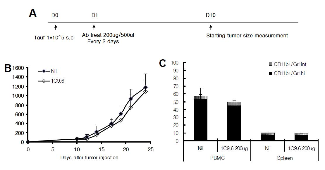 1C9.6 항체의 in vo anti tumor effect 및 MDSC의 변화. 전체적인 실험일정 (A). 10일째부터 암의 크기를 측정하여 이를 iv그래프로 나타냄 (B). 28일 째 실험을 종료하고 마우스의 혈액과 비장의 림프구에서 MDSC의 비율을 분석함 (C).