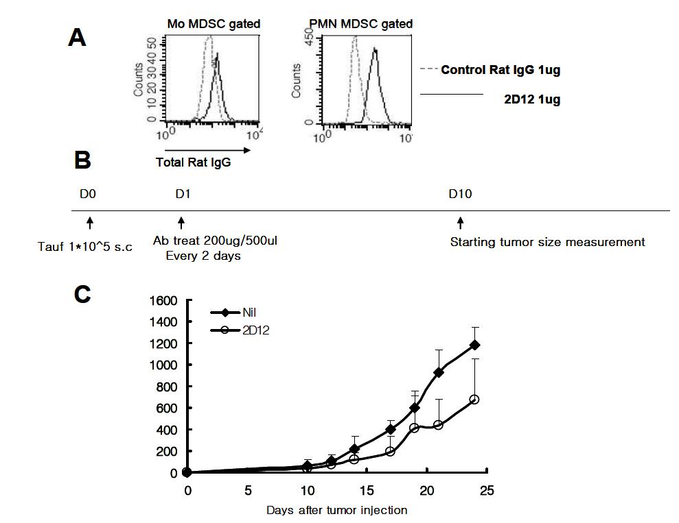 2D12 항체의 in vivo 기능 연구 2D12항체의 MDSC에 대한 결합을 유세포 분석으로 확인함 (A). 마우스 암 모델에서 in vivo로 2D12 항체를 처치 후 암 크기의 변화를 그래프로 나타내었음 (B, C).