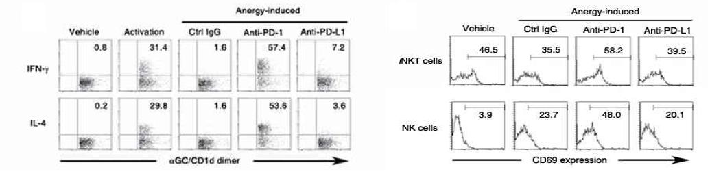PD-1/PD-L1 상호작용 저해를 통한 iNKT 세포의 anergy 유도 방지 - iNKT 세포의 사이토카인 생산 정도 및 활성 정도 그림 21과 동일한 방법으로 마우스에 처리한 후 비장세포를 얻어서 IL-4, IFN-γ에 대해 세포내 사이토카인 염색법을 진행하였음. iNKT 세포에서의 각 사이토카인의 생산 정도를 FACS 분석법을 통해 확인하였음. 그리고iNKT 세포 및 NK세포에서 세포 활성화 지표인 CD69 분자의 발현 정도를 FACS분석법을 통해 측정하였음.